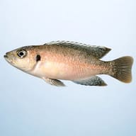 Dwarf Shell-Dweller, Brevis — side profile on a plain background — representative image - view 3