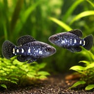 Everglades Pygmy Sunfish (Elassoma evergladei) pair in planted aquarium scene — representative image - view 2