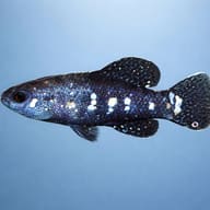 Everglades Pygmy Sunfish (Elassoma evergladei) side profile in clean aquarium view — representative image - view 3