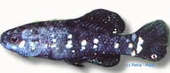 Everglades Pygmy Sunfish (Elassoma evergladei), 3cm stock - view 5