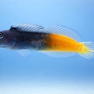 Bicolor Blenny (Ecsenius bicolor) side-view reference image - view 3