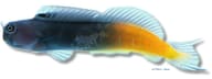 Bicolor Blenny (Ecsenius bicolor) original reference image - view 5