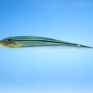 Eigenmannia virescens 10 — side profile on a plain background — representative image - view 3