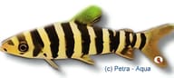 Eight-Banded Leporinus, Leporinus octofasciatus - view 5