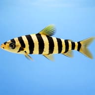Eight-Banded Leporinus (Leporinus octofasciatus) side profile aquarium visual — representative image - view 3