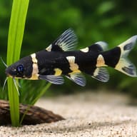 Asian Bumblebee Catfish (Pseudomystus siamensis) with plants showing scale — representative image - view 4