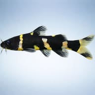 Asian Bumblebee Catfish (Pseudomystus siamensis) side profile in clean aquarium view — representative image - view 3