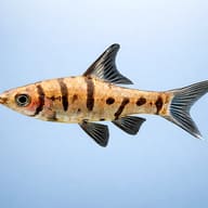 Side profile of Eight-Banded Barb (Eirmotus octozona) showing slender body and vertical bars — representative image - view 3
