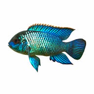 Electric Blue Acara (Andinoacara pulcher) - view 2