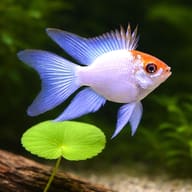Electric Blue Balloon Ram Pair (Mikrogeophagus ramirezi) reference view - view 5