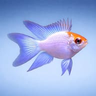 Electric Blue Balloon Ram Pair (Mikrogeophagus ramirezi) profile view - view 4
