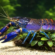 Electric blue marron (Cherax tenuimanus) — close view showing fin and scale detail — representative image - view 4