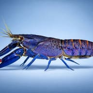 Electric blue marron (Cherax tenuimanus) — side profile on a plain background — representative image - view 3