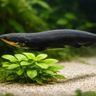 Electric Eel (Electrophorus electricus) scale and body view - view 4