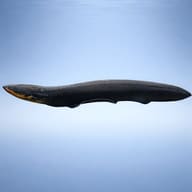 Electric Eel (Electrophorus electricus) side profile view - view 3