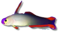Elegant firefish - Marine Aquarium Livestock (Nemateleotris decora) — Elegant Firefish M - view 5