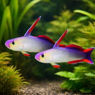 Elegant firefish - Marine Aquarium Livestock (Nemateleotris decora) — Elegant Firefish M — pair in a planted aquarium - view 2
