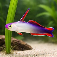 Elegant firefish - Marine Aquarium Livestock (Nemateleotris decora) — Elegant Firefish M - view 4