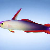 Elegant firefish - Marine Aquarium Livestock (Nemateleotris decora) — Elegant Firefish M — side profile on a plain background - view 3
