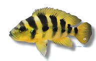 Elongate Lamprologus Lepidiolamprologus elongatus - view 5