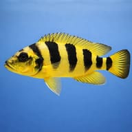Elongate Lamprologus side profile showing elongated barred body — representative image - view 3