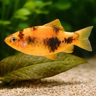 Ember Barb, Panda Barb — close view showing fin and scale detail — representative image - view 4