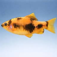 Ember Barb, Panda Barb — side profile on a plain background — representative image - view 3