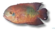 Emerald / Chocolate Cichlid (Hypselecara temporalis), exact Petra source image for 0617 - view 5