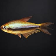 Side view on a black background showing the blue-green flank sheen, gold back and long anal fin - view 2