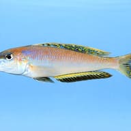 Enantiopus melanogenys — Enantiopus melanogenis 5 — side profile on a plain background — representative image - view 3
