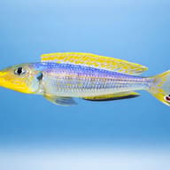 Enantiopus melanogenys kilesa 3 — side profile on a plain background — representative image - view 3
