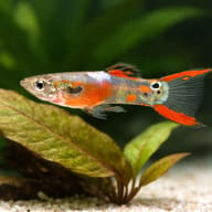 Endler Guppy male red rainbow LT — close view showing fin and scale detail — representative image - view 4