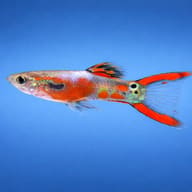 Endler Guppy male red rainbow LT — side profile on a plain background — representative image - view 3