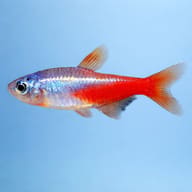 Diamond Neon Tetra (Paracheirodon innesi) side profile showing blue and red colour — representative image - view 3