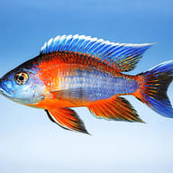 Eureca Peacock Cichlid — side profile on a plain background — representative image - view 3
