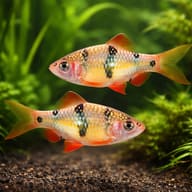 Everetts Barb — pair in a planted aquarium — representative image - view 2