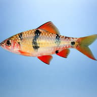 Everetts Barb — side profile on a plain background — representative image - view 3