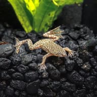 African Dwarf Frog Hymenochirus sp. in a calm planted freshwater aquarium - view 5