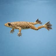 Side view of an African Dwarf Frog in clear water — representative image - view 3