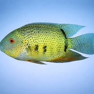 Eye spot Cichlid — side profile on a plain background — representative image - view 3