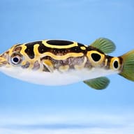 Eyespot pufferfish — side profile on a plain background — representative image - view 3