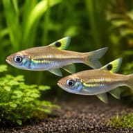 Green Eye Rasbora (Rasbora dorsiocellata) pair in a planted aquarium — representative image - view 2