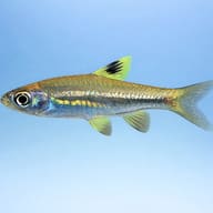 Green Eye Rasbora (Rasbora dorsiocellata) side profile on a plain background — representative image - view 3