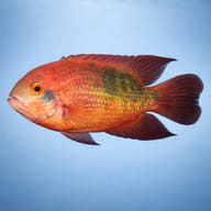 Emerald / Chocolate Cichlid (Hypselecara temporalis) side view in clean aquarium water - view 3