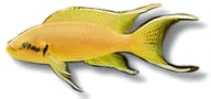 Fairy Cichlid, Neolamprologus brichardi - view 5