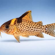 Side profile of Delphax Cory showing spotted Brochis/Corydoras pattern — reference view - view 3