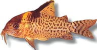 Delphax Cory / False Blochi Catfish (Brochis delphax), 2.5-3cm stock - view 5