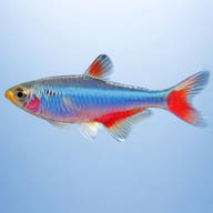 False Bloodfin — side profile on a plain background — representative image - view 3