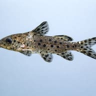 False Upside-Down Catfish — side profile on a plain background — representative image - view 3