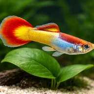 Yellow Mix Male Guppy swimming above broad green leaves and pale gravel - view 4